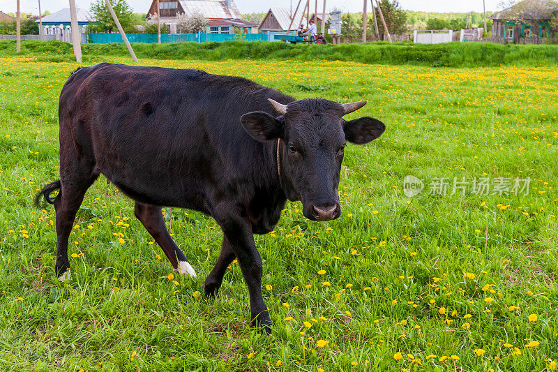 一头黑牛在村子附近的草地上吃草。