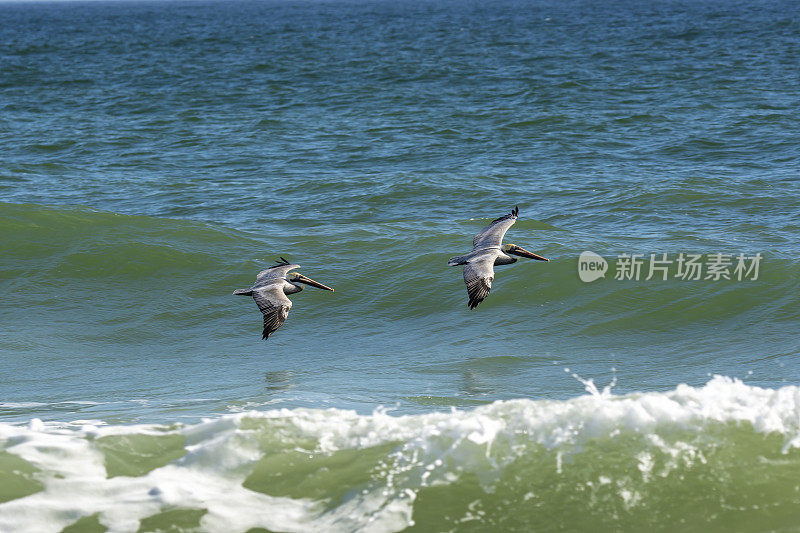 两只褐鹈鹕沿着波浪面滑行，波浪在前景中打破