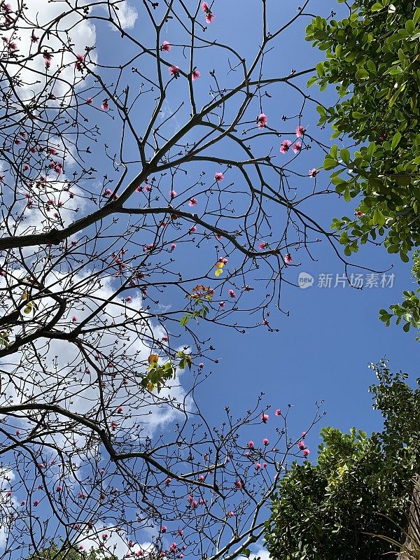 在佛罗里达州棕榈滩，一棵以蓝天为背景的树上的粉红色的花