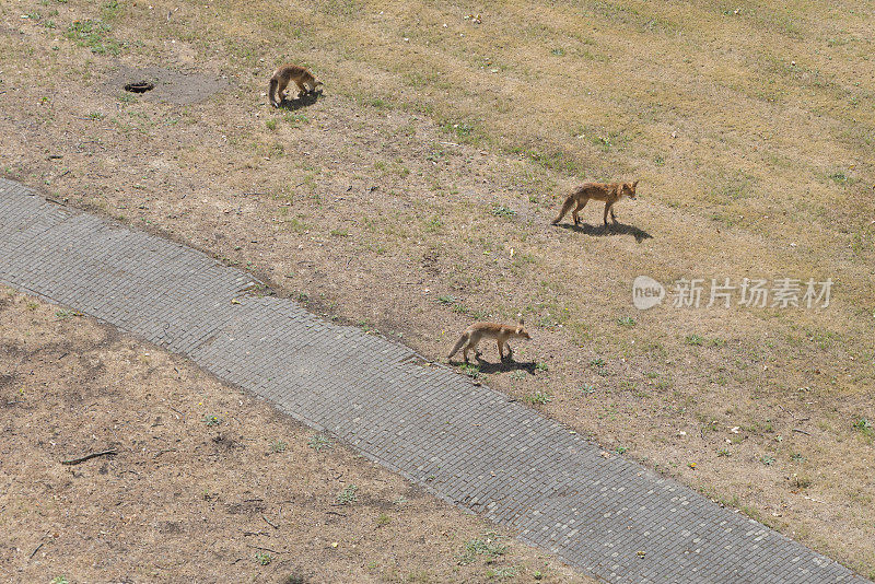 沙丘狐狸住在花园里。