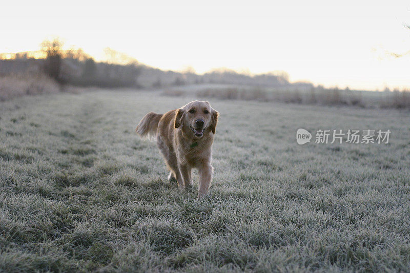 金毛猎犬在霜冻的田野上奔跑