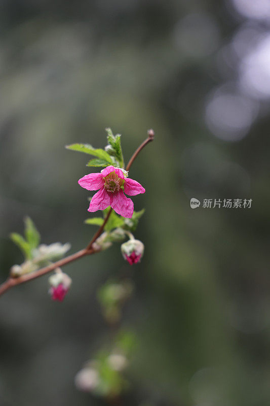 不列颠哥伦比亚省西南部的鲑莓花