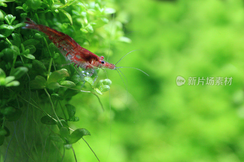 红蜂虾宏