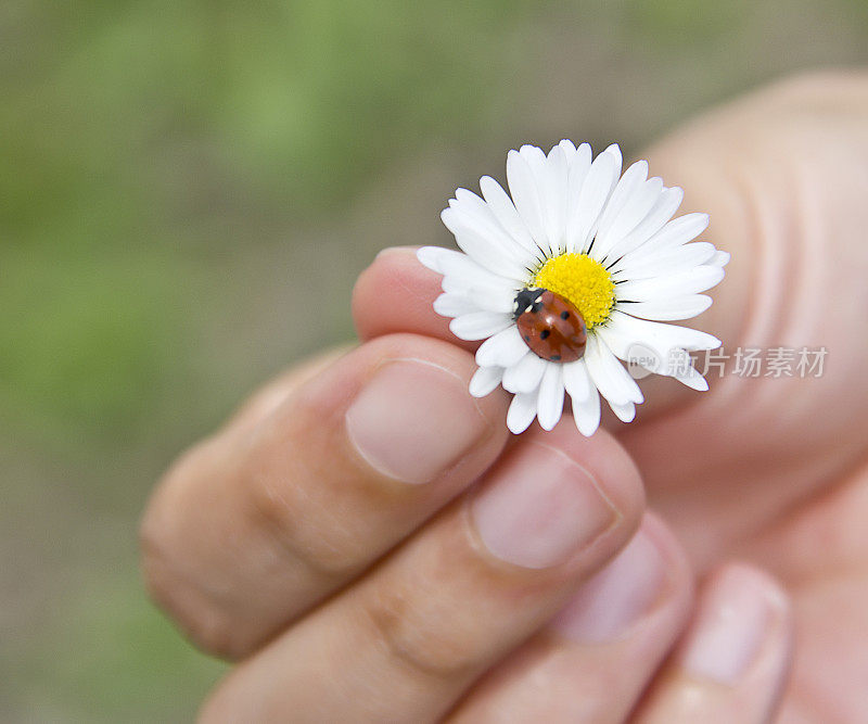 瓢虫(双球菌)和雏菊(白菊花)