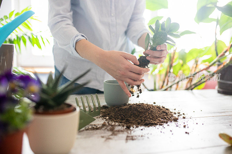 近距离的女人园丁照顾和移植植物到一个新的花盆在木桌上。