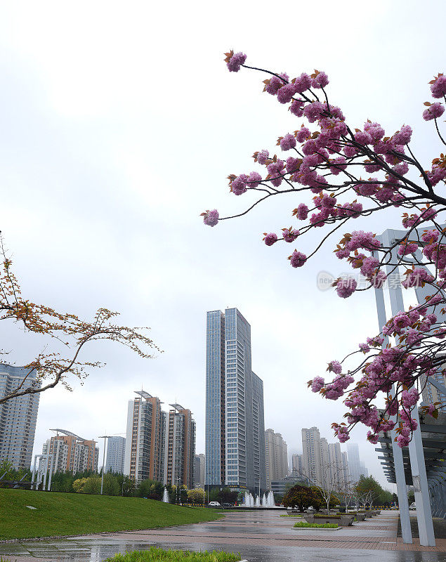 中国山东省日照市，花儿在春雨中绽放