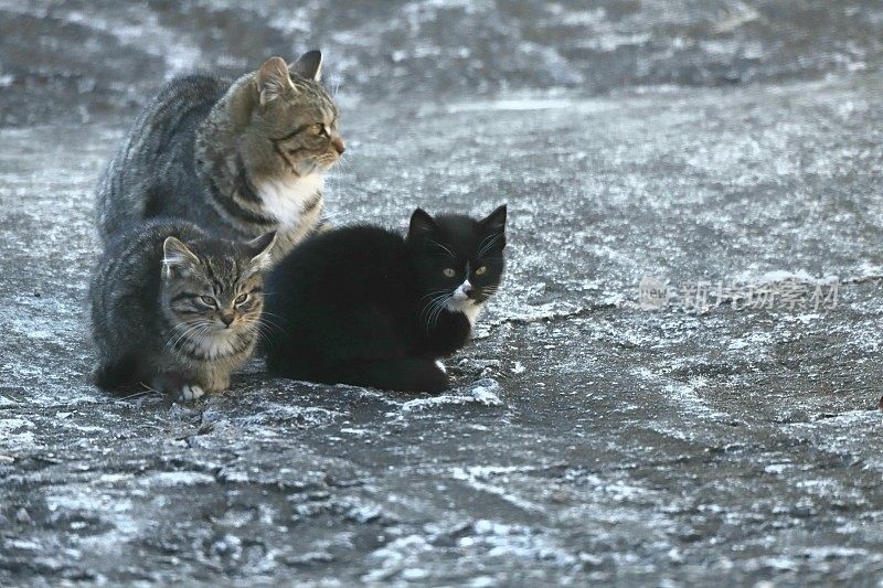 野生猫科动物繁殖