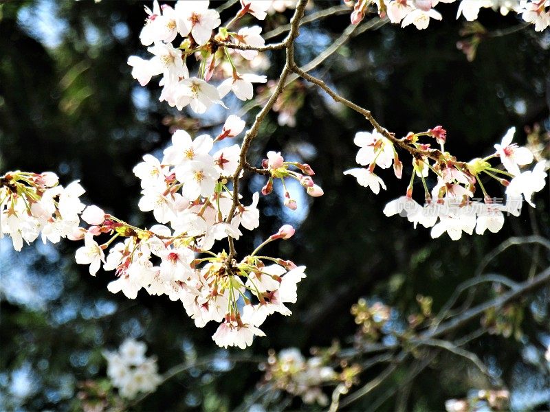 日本。3月。樱花开花。