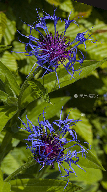 蒙大拿矢车菊-多年生矢车菊-亮蓝色，淡紫色和绿色