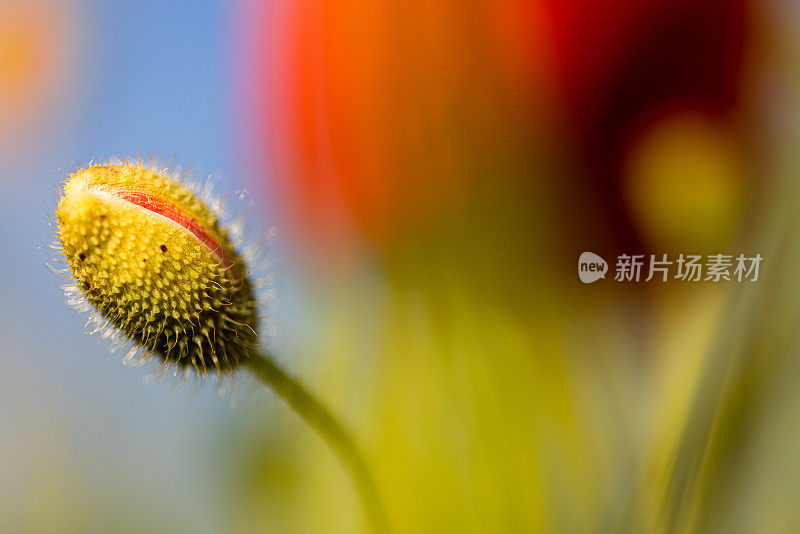 抽象的背景与红色罂粟花与绿色茂盛的植被和叶子