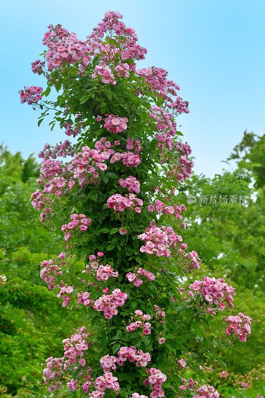 玫瑰花映衬蓝天