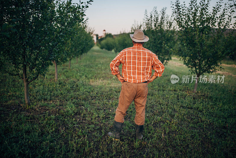 一个农民在他的李子园里