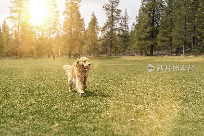 美丽的金毛寻回犬在外面捡东西