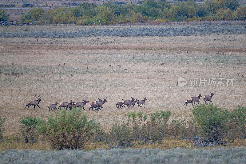 麋鹿群以群体形式快速横向移动