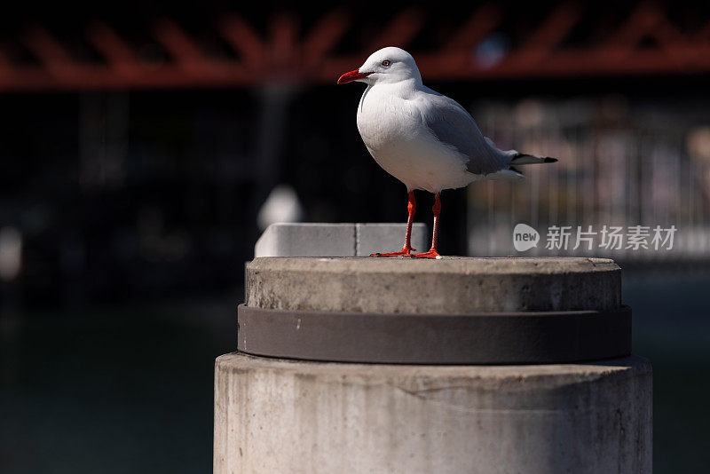 海鸥在海边休息