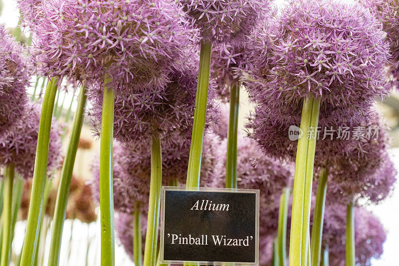 Allium“弹球精灵”在伦敦，英国