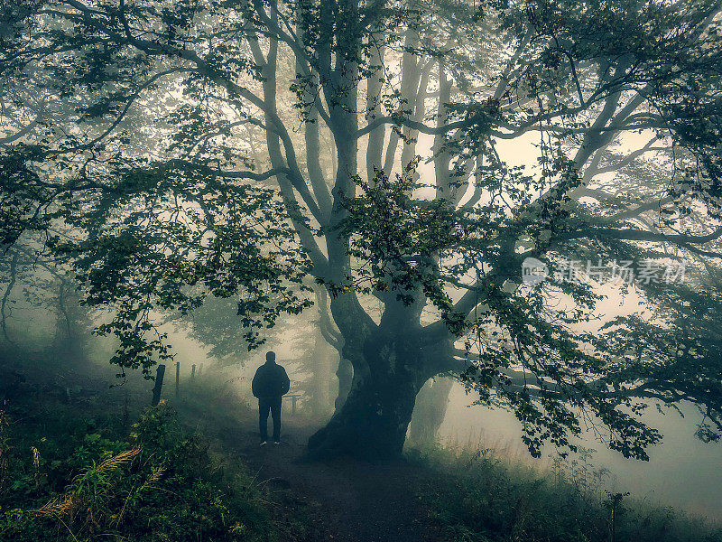 我在浓雾中走在一棵大树下。
