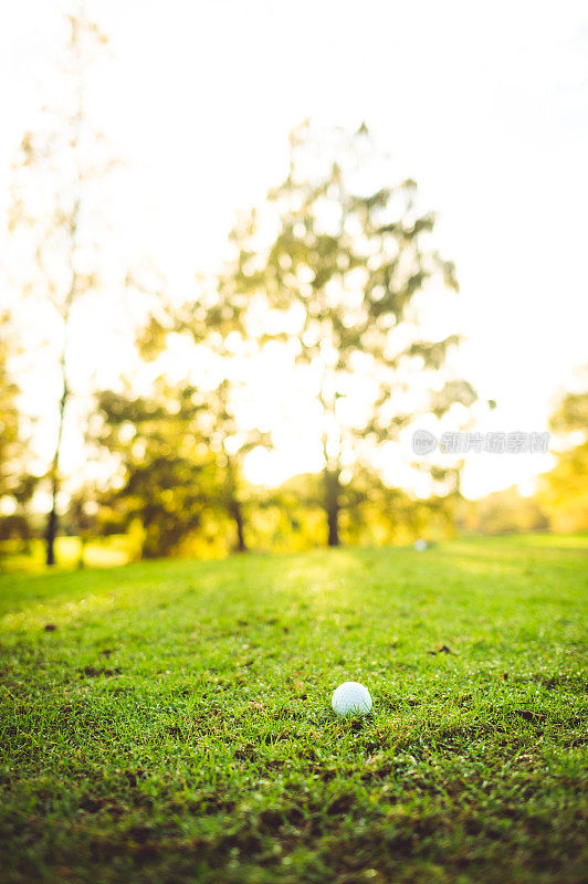 阳光普照的高尔夫球场上草地上的粗糙的高尔夫球
