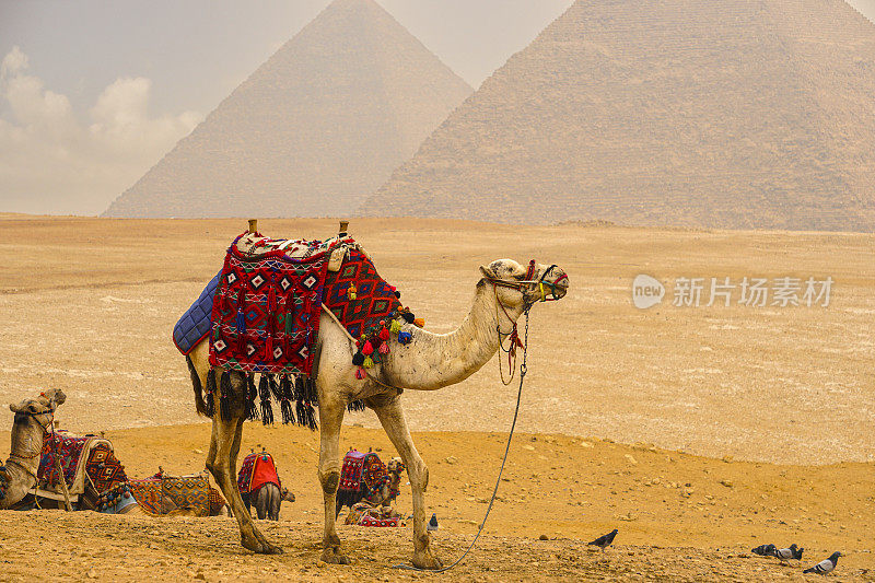 骆驼商队在埃及金字塔前面。