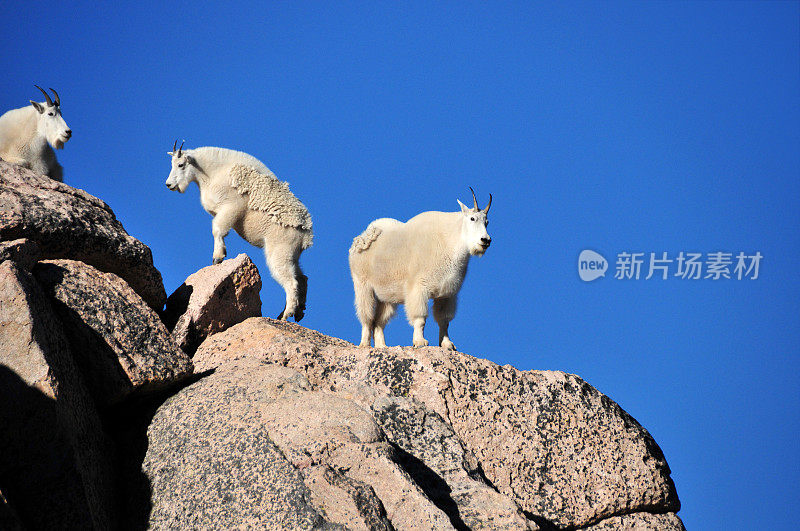 美国科罗拉多州埃文斯山，在蓝天的映衬下，三只山羊站在山脊上