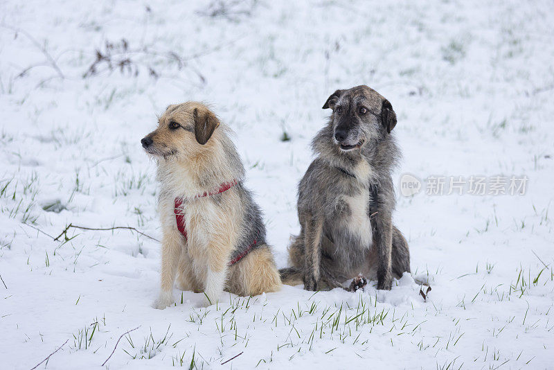 灰色和浅黄色的狗并排坐在雪地里