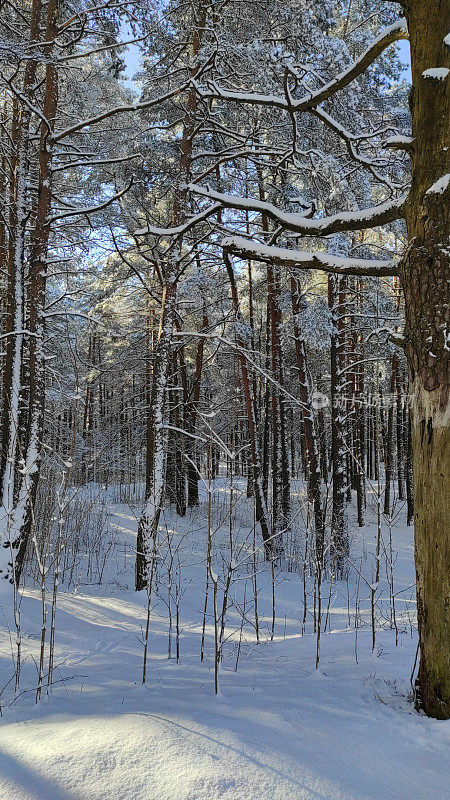拉脱维亚的春天阳光明媚，雪花飘飘。