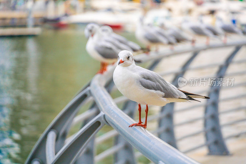 迪拜海湾地区的海鸥