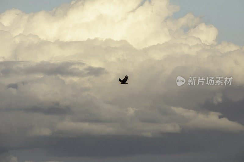 一只秃鹰在傍晚的天空中飞翔。