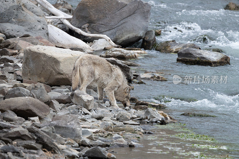 在美国黄石国家公园，口渴的灰狼(大部分为白色或棕褐色)去河边取水拍摄肖像。
