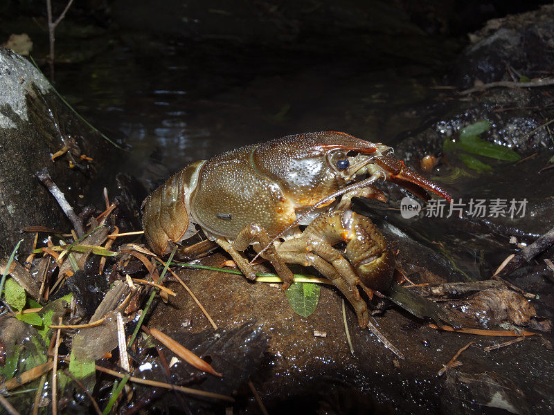 白爪小龙虾