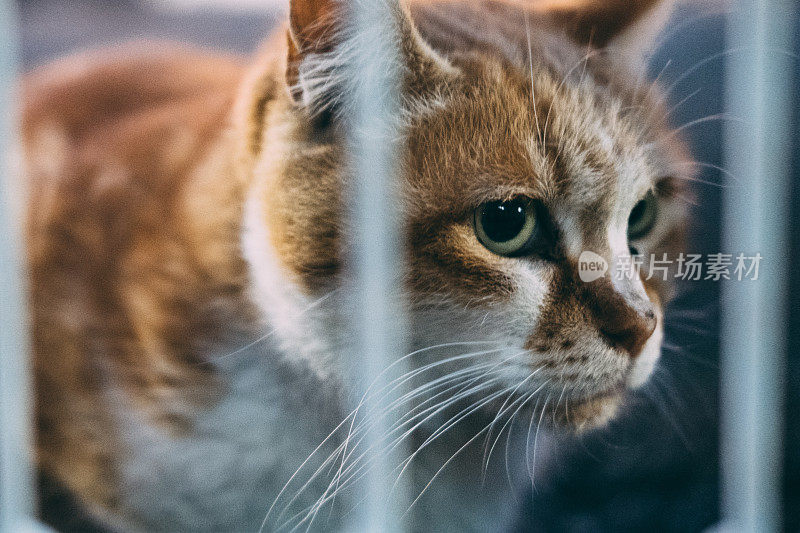 笼子里的愁眉苦脸猫