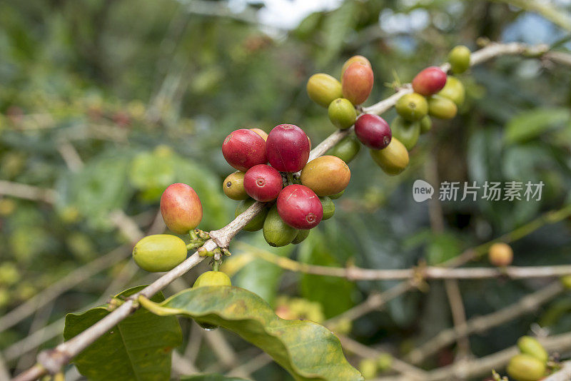 靠近红色的阿拉比卡咖啡樱桃生长