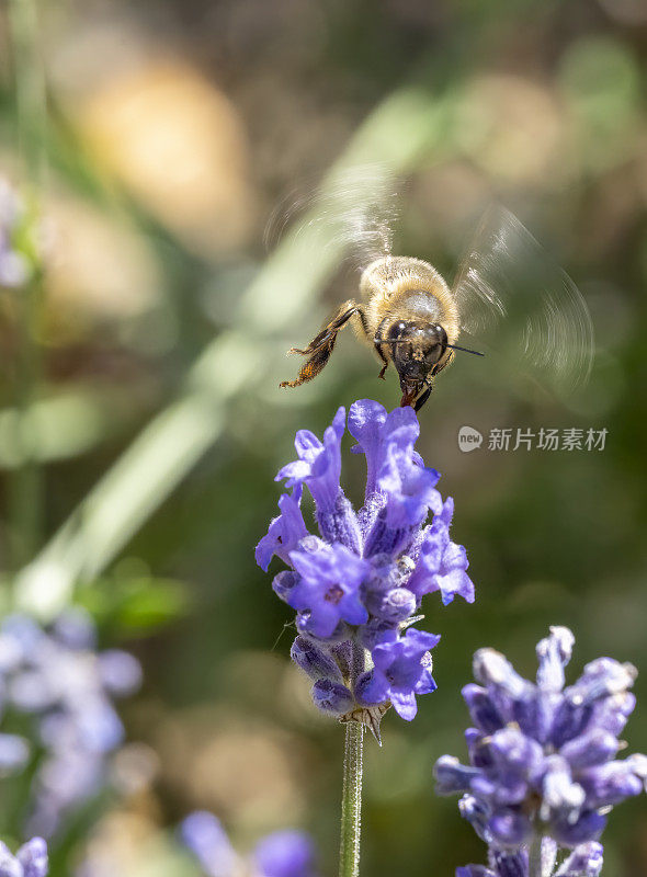 采集花蜜的蜜蜂