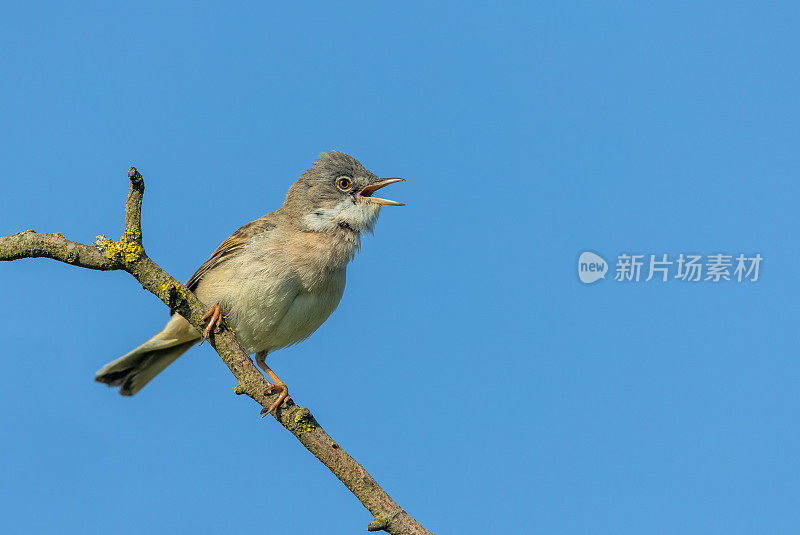 常见的白喉莺