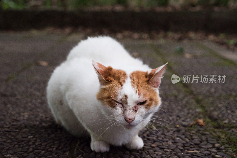 一只脸上有伤疤的流浪猫的图像