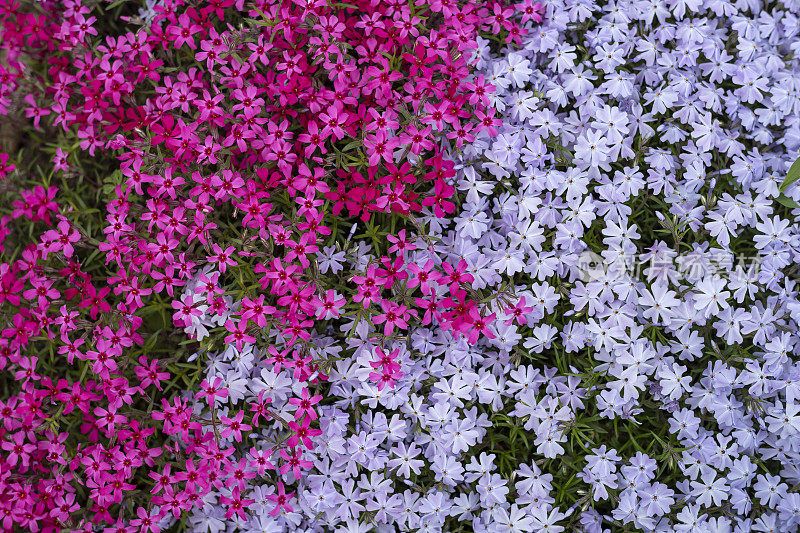 五彩缤纷的花朵在春天。