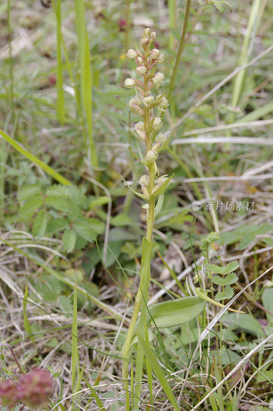 青蛙兰花（腔肠苔藓）