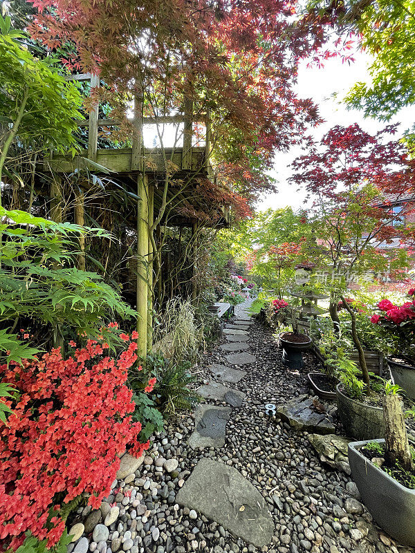 一个植物边界下的树木走道除了岩石和卵石花园路径，日本枫树(掌槭槭)，红色和粉红色的杜鹃花灌木的形象，重点放在前景