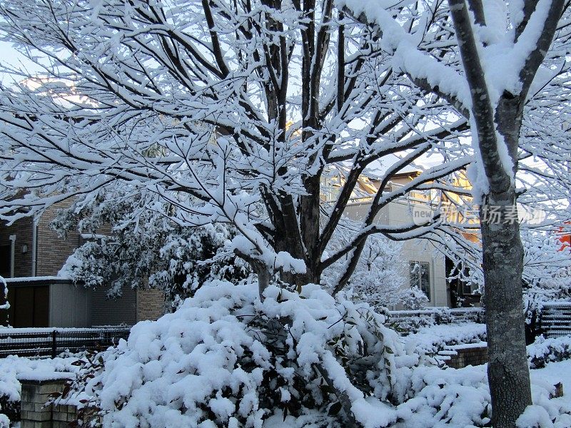 日本。1月。雨夜后的阳光明媚的早晨。