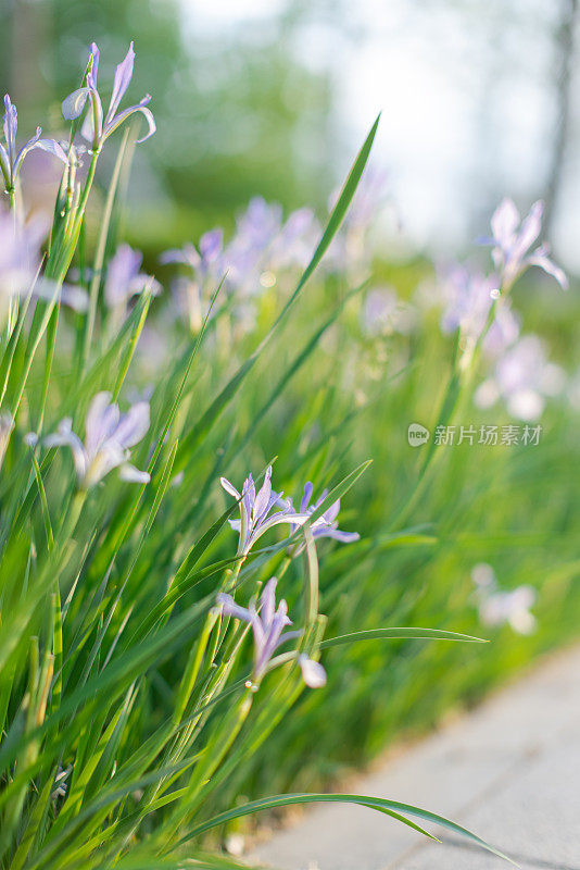 路边有野花