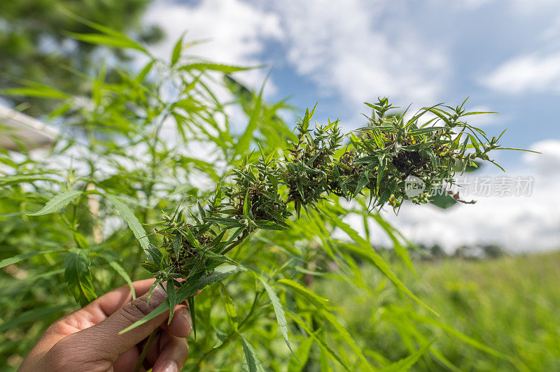 大麻植物的特写