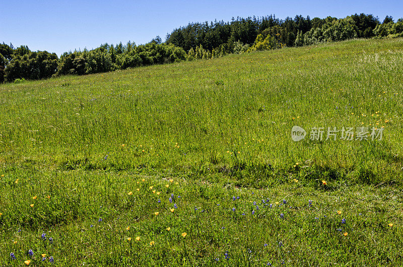 山麓长满了罂粟花