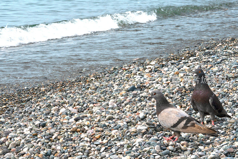 两只鸽子在靠近黑海巴美市的鹅卵石上散步，为模板或明信片的格鲁吉亚国家