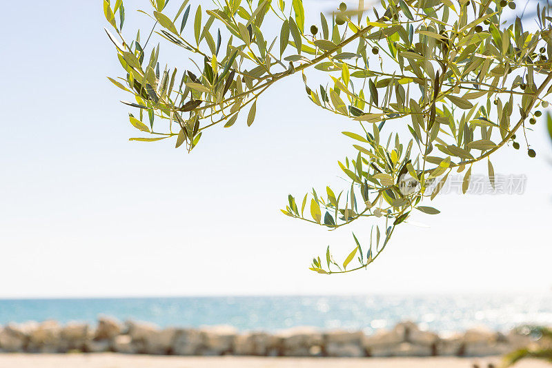 橄榄枝对着大海和天空