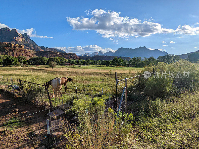 在犹他州洛克维尔市洛克维尔梅萨下面的维珍河谷牧场上的马
