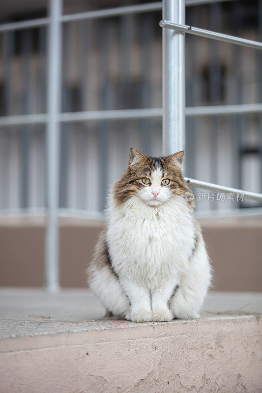 美丽的流浪猫在街上看着相机。