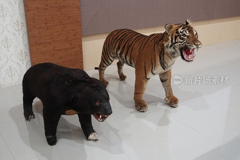 保存的苏门答腊虎和马来熊-资料图片
