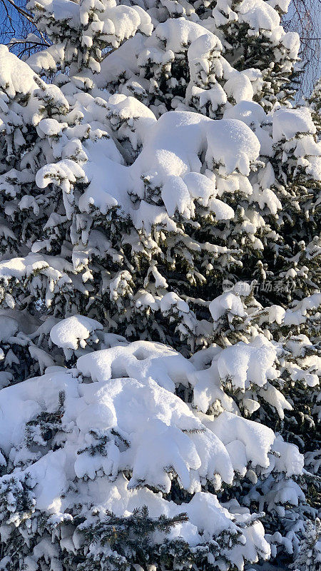 云杉树在雪在阳光在coseup。雪中的圣诞树