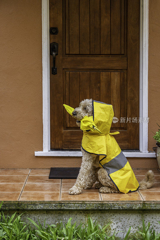 雨天金毛犬散步