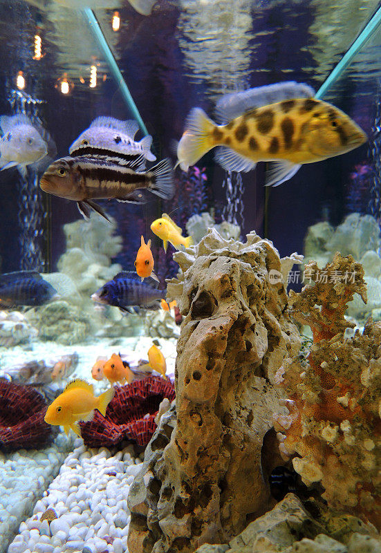 天然Сoral在一个鱼缸里，清澈的水里有五颜六色的热带鱼